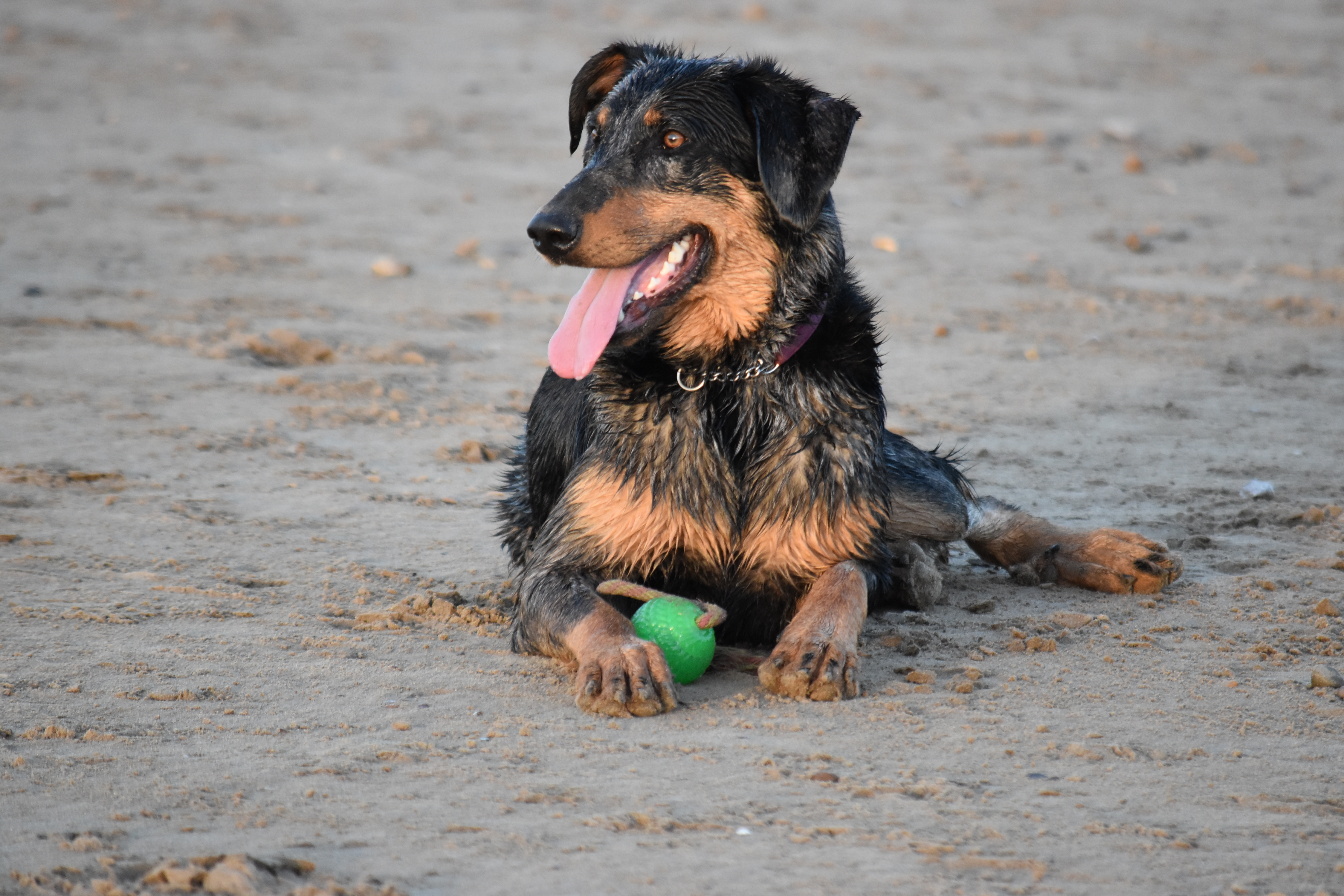 /CoffeeShop/beachdog.JPG