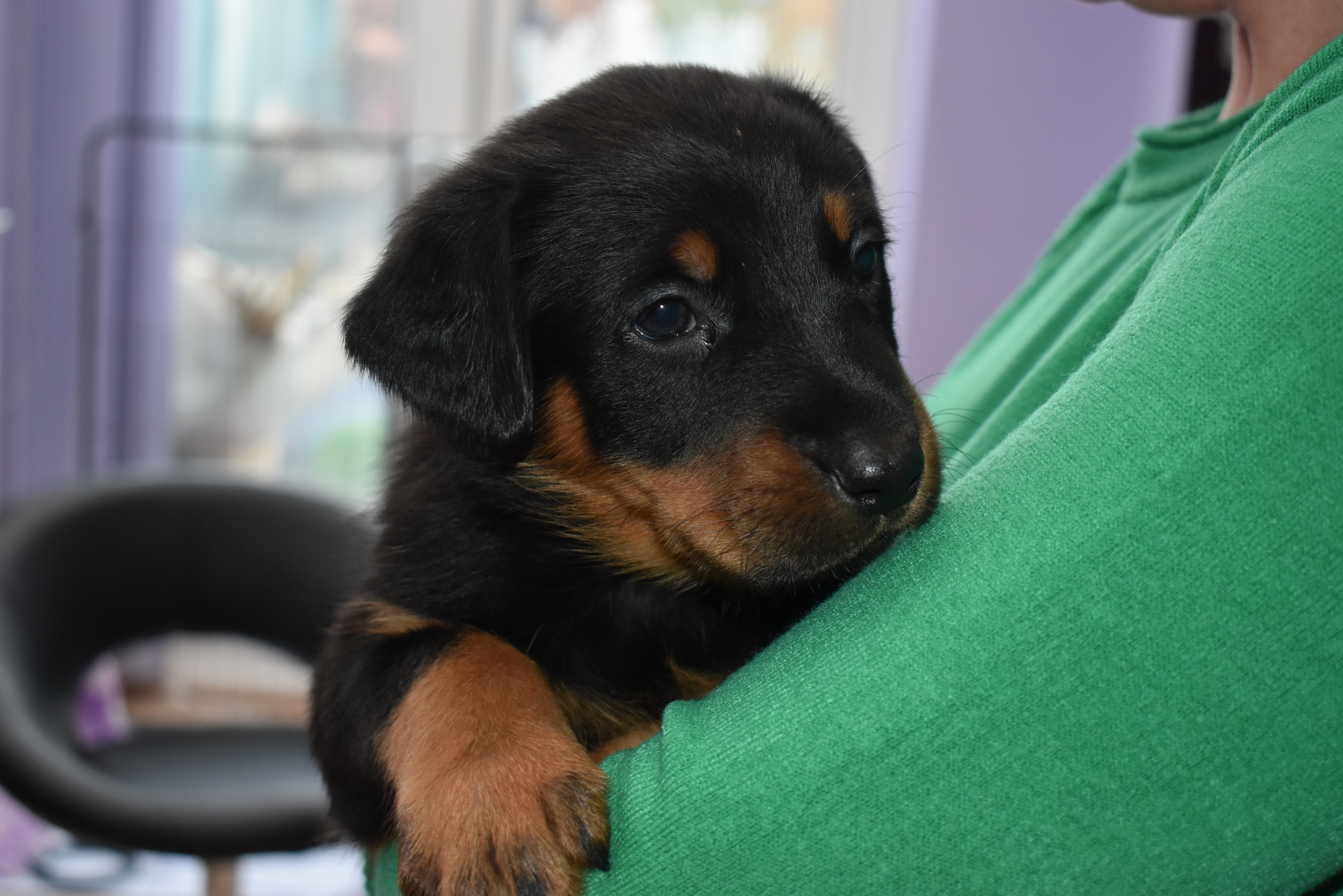 /CoffeeShop/pup1.JPG