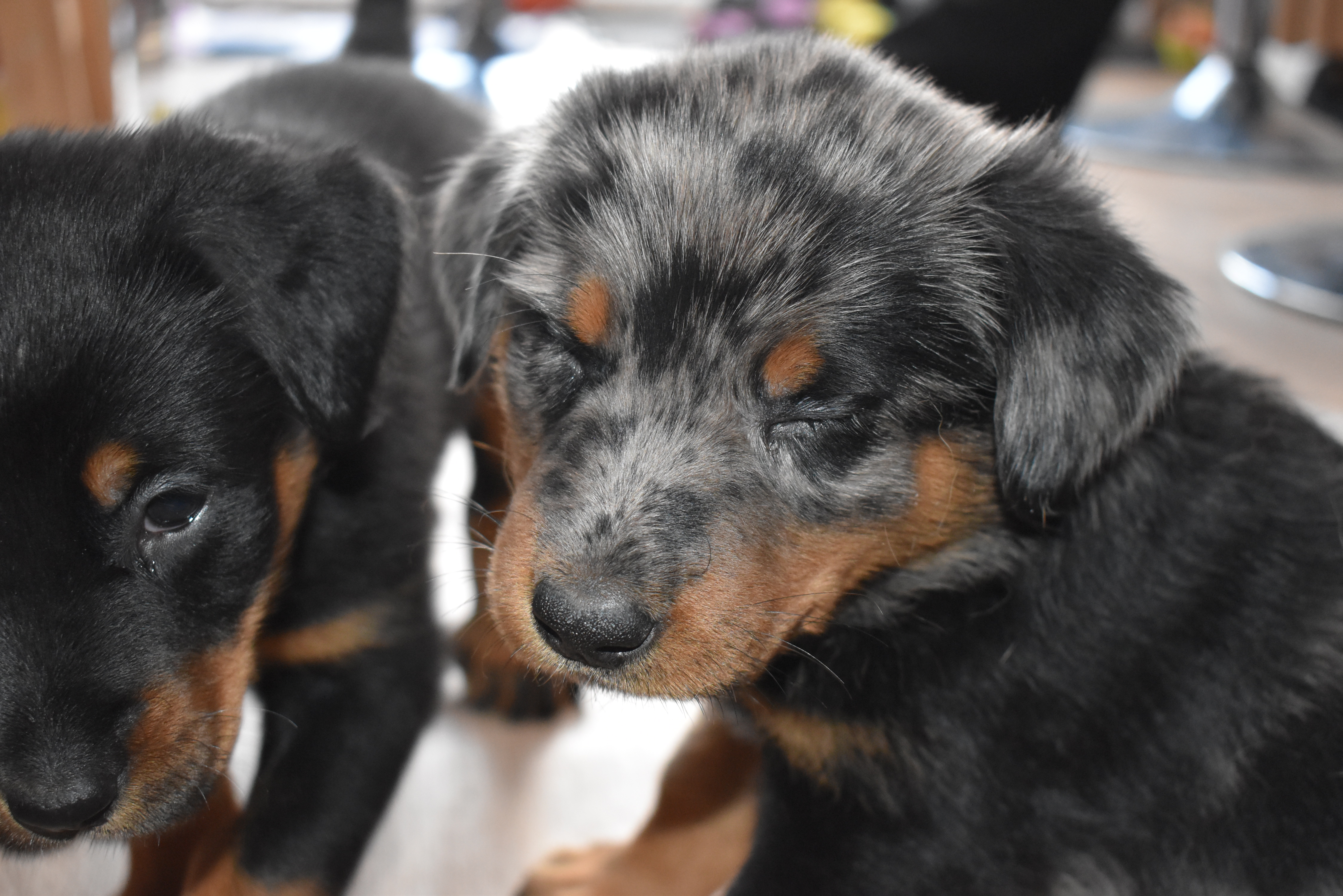 /CoffeeShop/pups.JPG